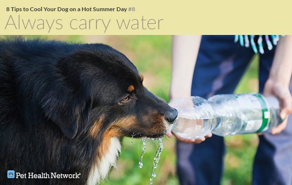 Is Air Conditioner Condensation Safe To Drink For Dogs? Expert Insights