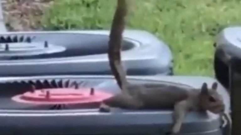 Squirrel Pooping On Air Conditioner: A Troublesome Dilemma Uncovered