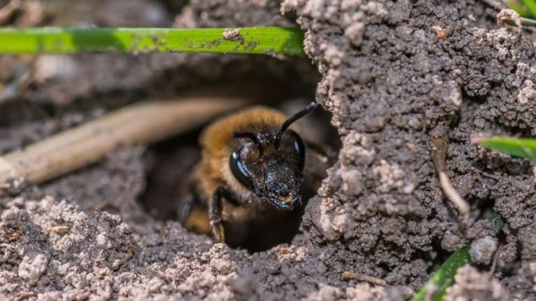 Will Air Conditioner Kill Bees? Discover The Impact And Solutions