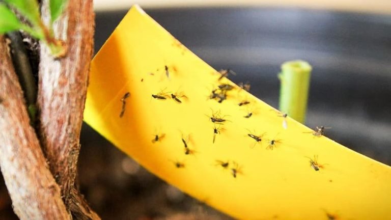 Will Air Conditioning Kill Fruit Flies? Discover The Surprising Truth!